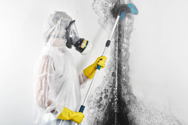 Best Commercial Mold Inspection  in Cockeysville, MD