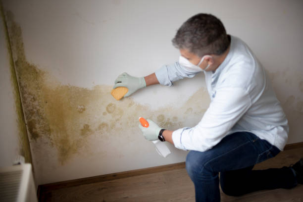 Best Comprehensive Air Testing for Mold Contaminants  in Cockeysville, MD